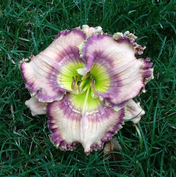 ruffles have ripples
