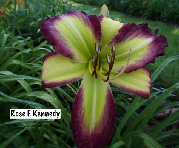 Rose F Kennedy