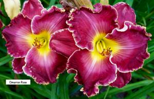 Cimarron Rose