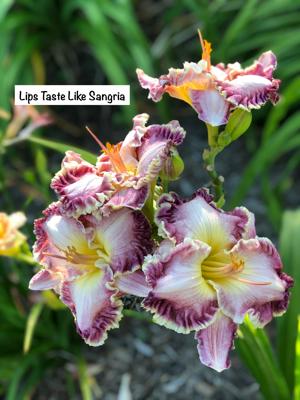 Lips Taste Like Sangria