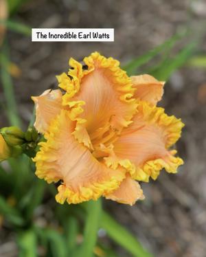 The Incredible Earl Watts