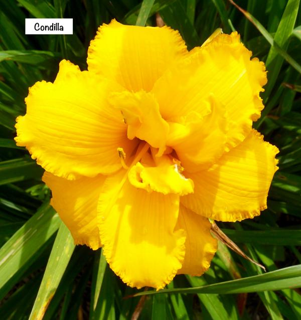 Condilla