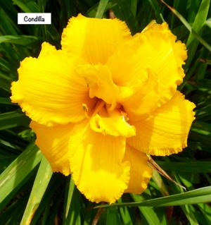 Condilla