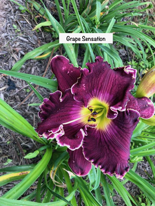Grape Sensation