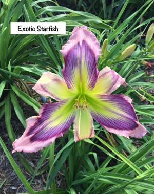 Exotic Starfish