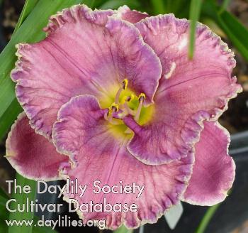 BreathOfCompassion