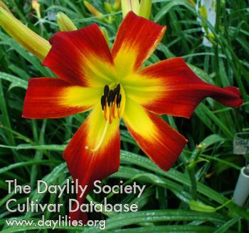 DHEAVENLYGARDENS