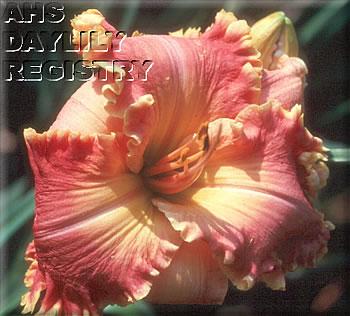 Flamenco_Twirl_-_Herr