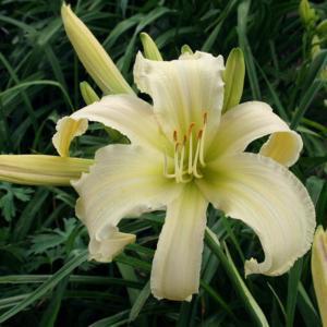 Heavenly White Lightning