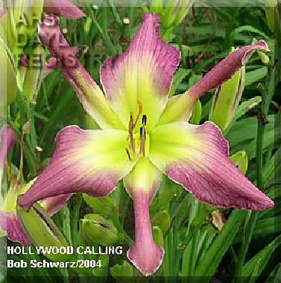 Hollywood_Calling