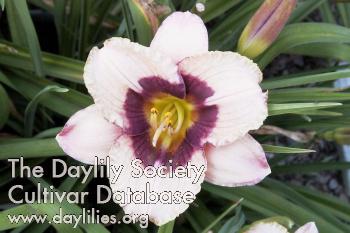 Orchid Candy