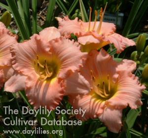 Palladian Pink