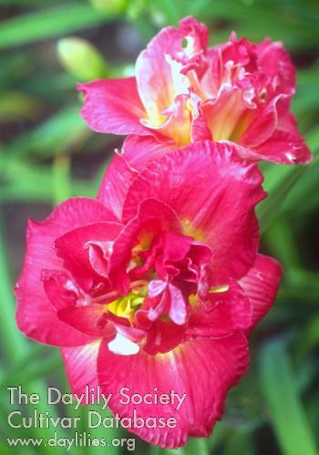 Rose Storm Santa Lucia_1547508176