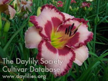Ruby Red Ripples