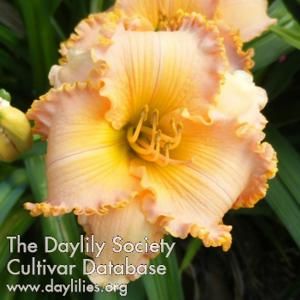 Spacecoast Starburst