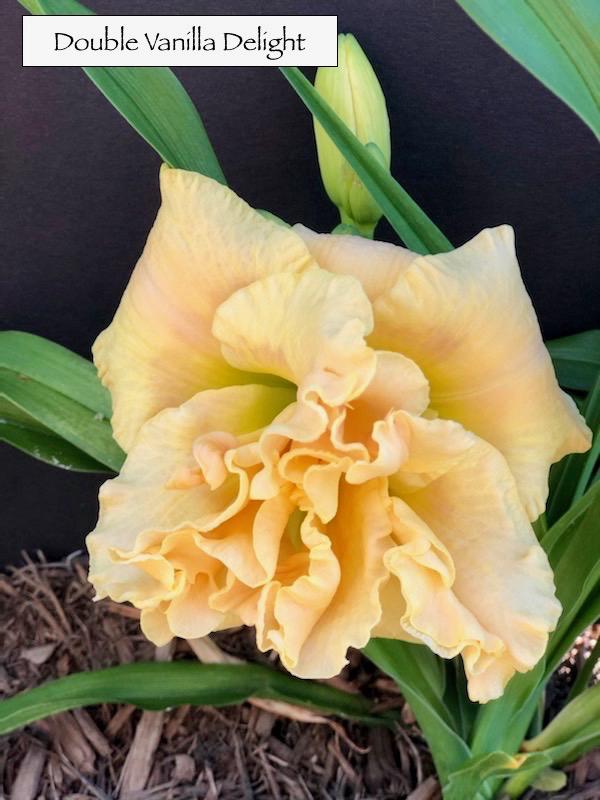 Dbl_vanilla delight