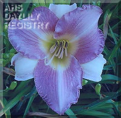Lavender_Fairy_Tales