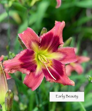 Early Beauty