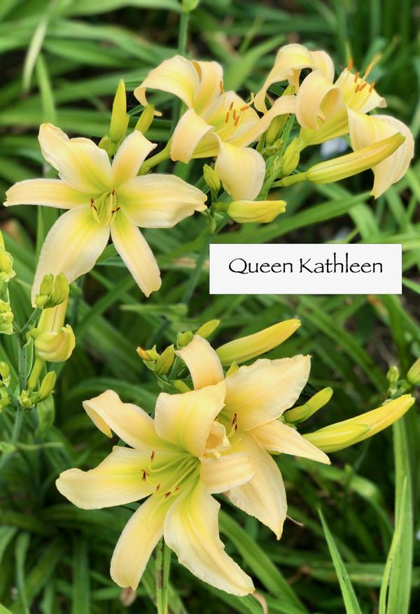 Queen Kathleen_clump