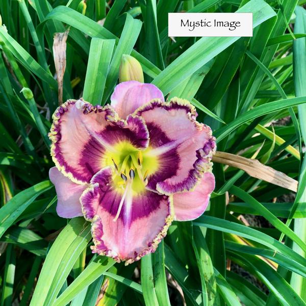 Mystic Image