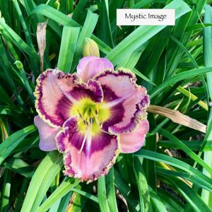 Mystic Image