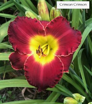 Crimean Crimson