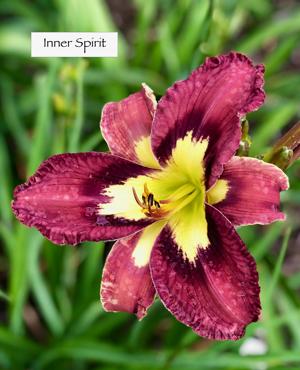 Inner Spirit