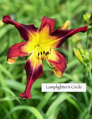 Lamplighter's Circle