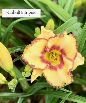 Cobalt Intrigue