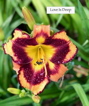 Love is Deep