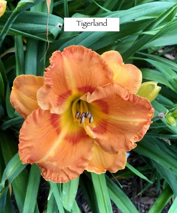 Tigerland