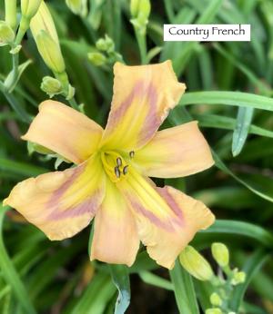 Country French