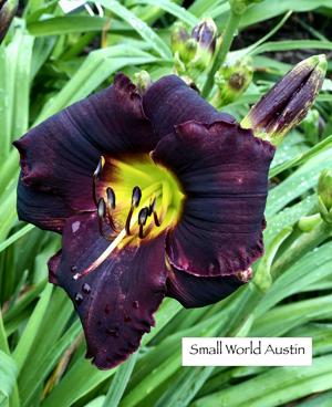 Small World Austin