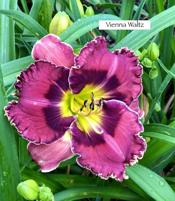 Vienna Waltz