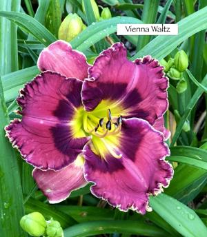 Vienna Waltz
