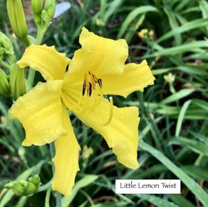 Little Lemon Twist