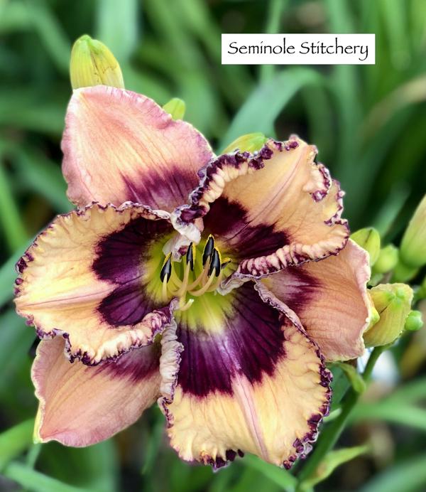 Seminole Stitchery