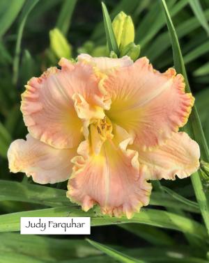 Judy Farquhar