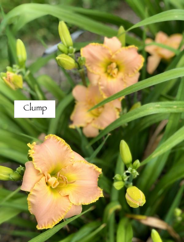 Merely Mystical_clump