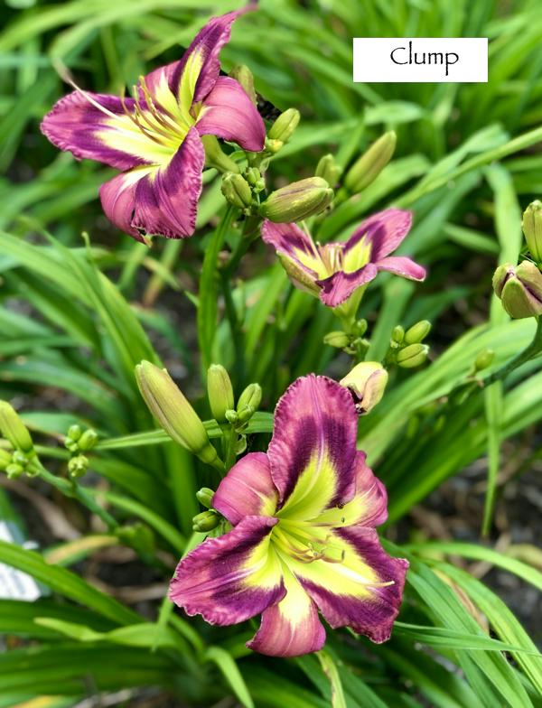 Galactic Green_clump