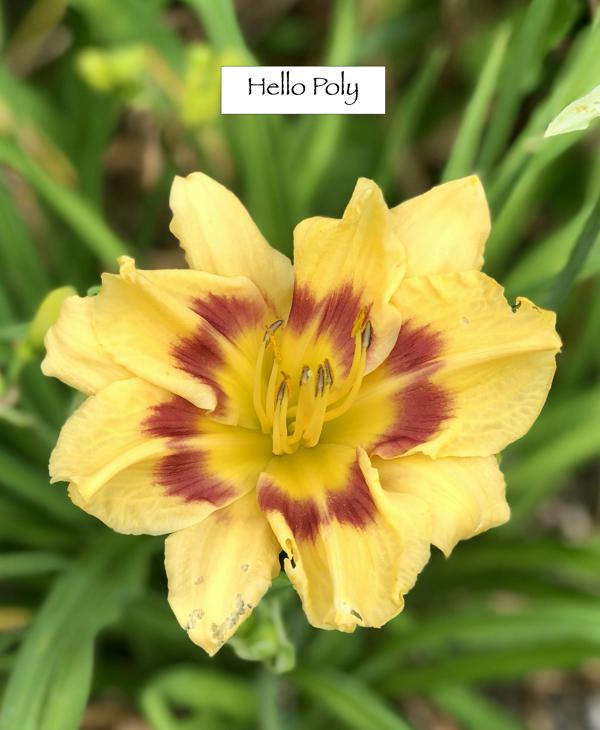 Hello Poly_2