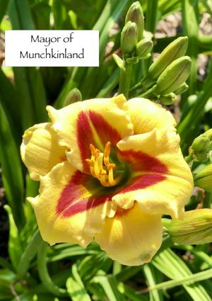 Mayor of Munchkinland