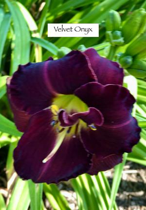Velvet Onyx
