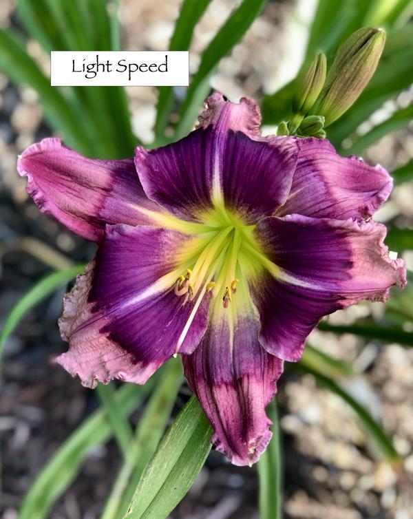 Light Speed