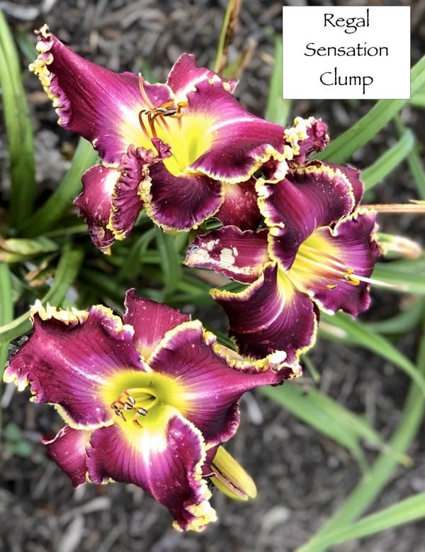 Regal Sensation_clump