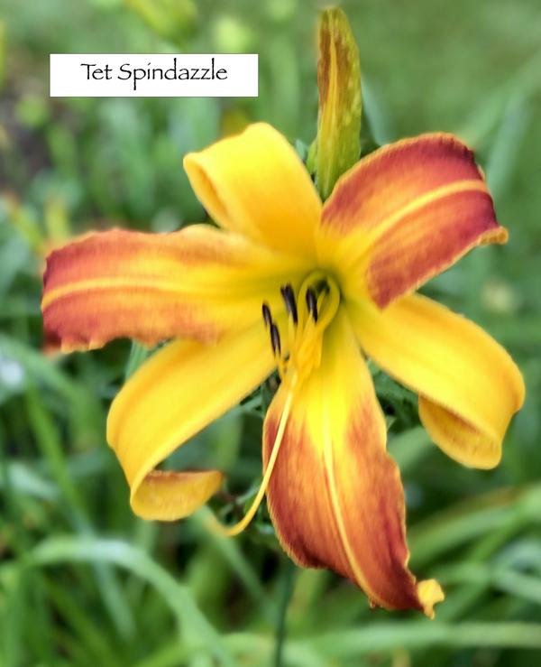 Tet Spindazzle