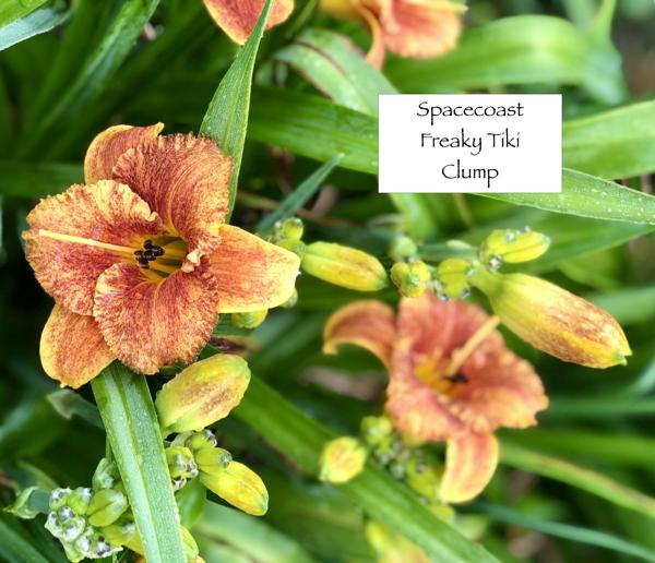 Spacecoast Freaky Tiki_clump