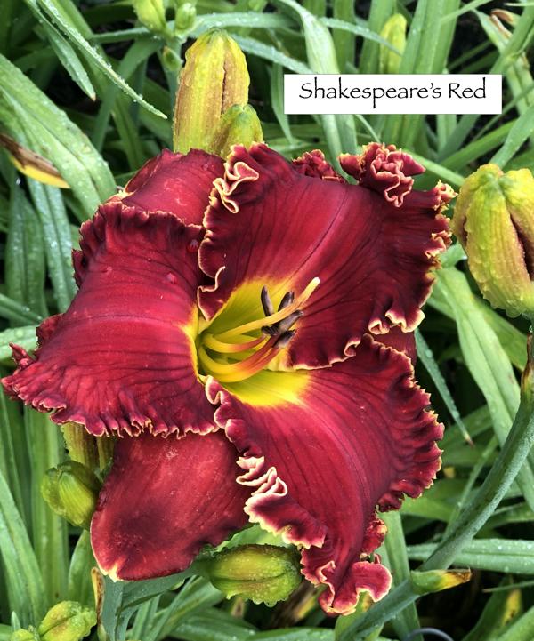 Shakespeare's Red