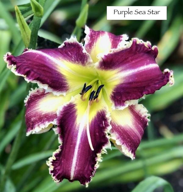 Purple Sea Star