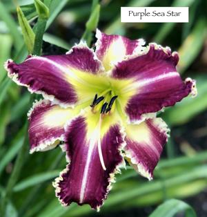 Purple Sea Star